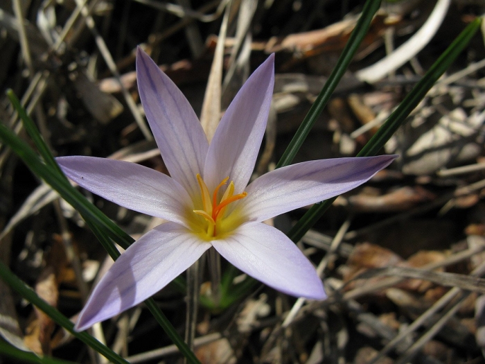 Цветок шафран