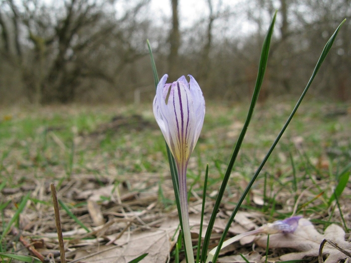 Шафран палласа