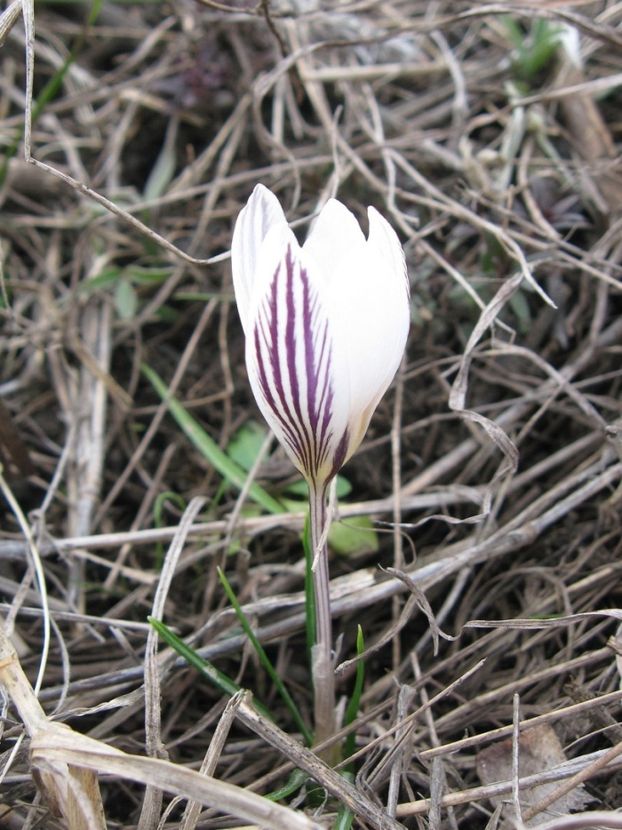Crocus reticulatus