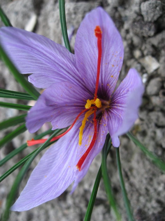 Crocus sativus