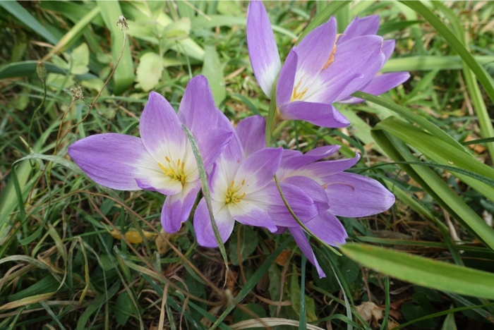 Осенний крокус безвременник