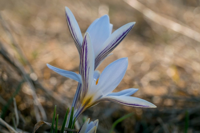 Шафран долинный crocus vallicola