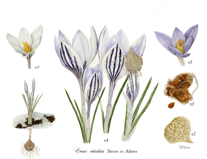 Крокус безвременник шафран