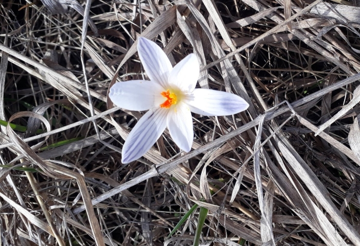 Crocus reticulatus