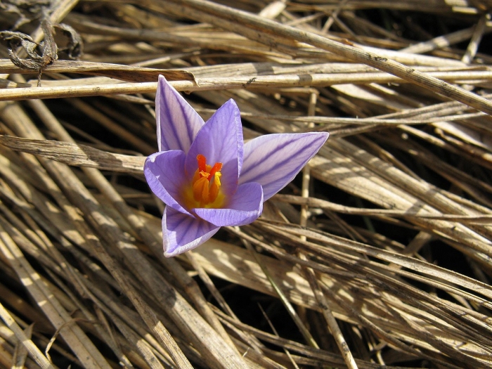 Шафран сетчатый (крокус)
