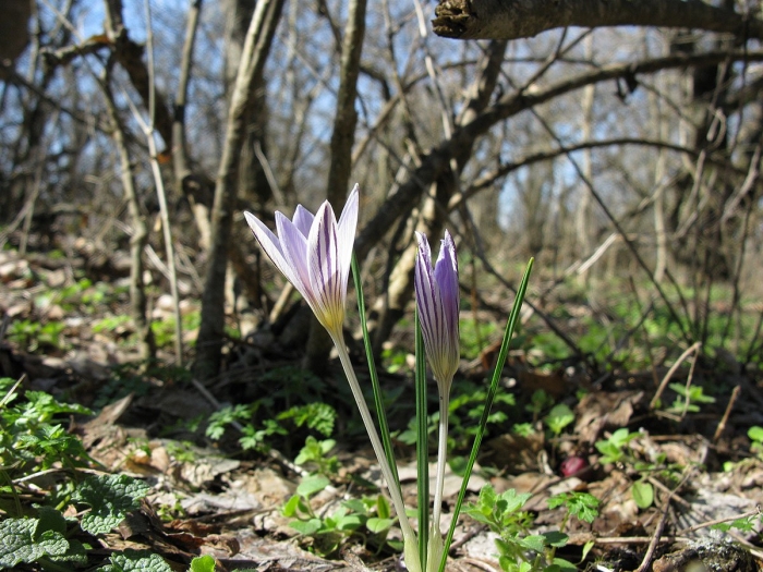 Первоцветы шафран сетчатый