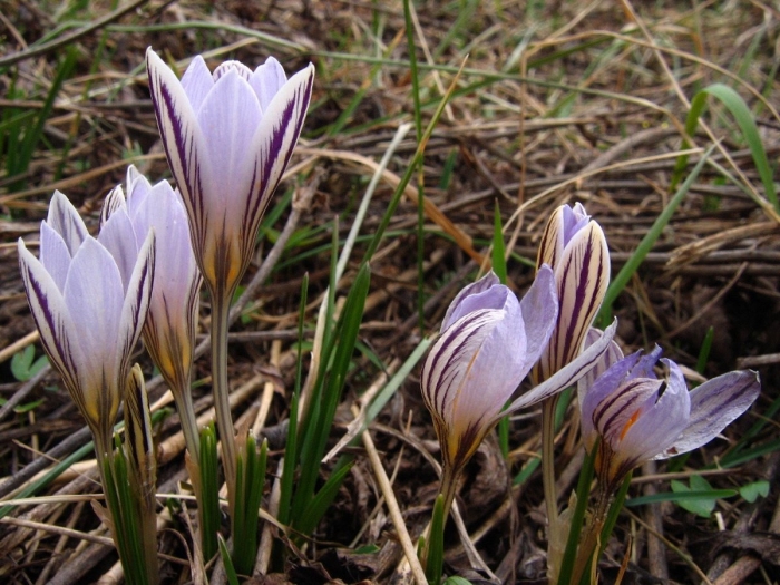Крокус шафран