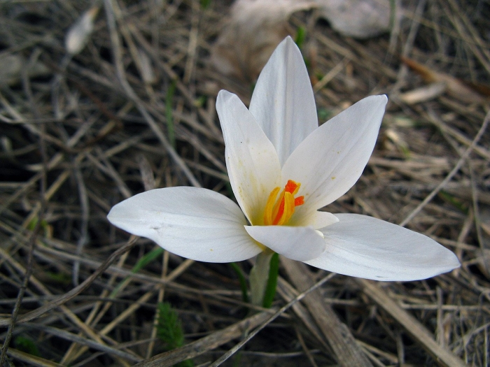 Crocus biflorus