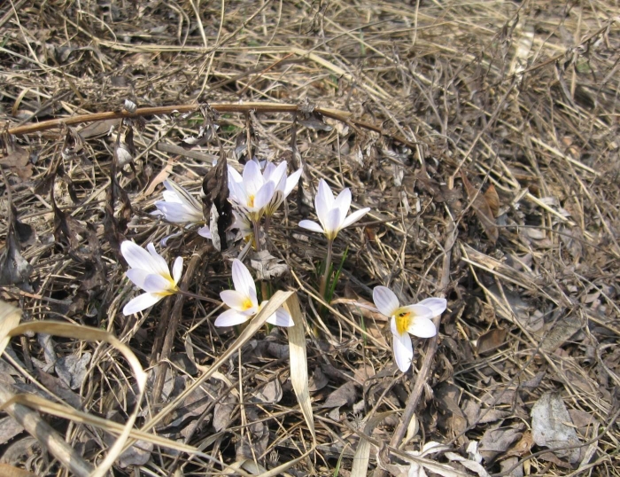Шафран подснежник