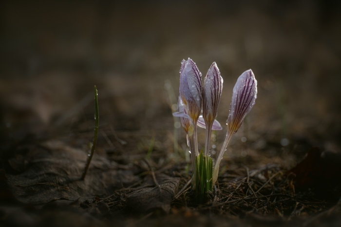 Шафран крокус