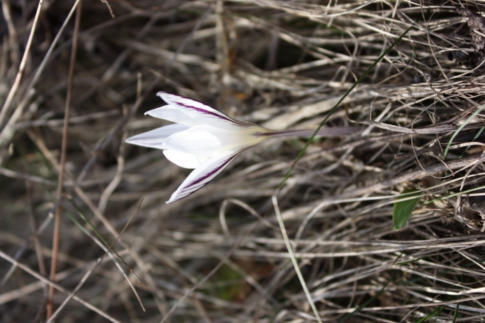 Шафран сетчатый - crocus reticulatus