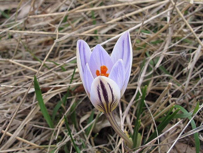 Шафран сетчатый (крокус)