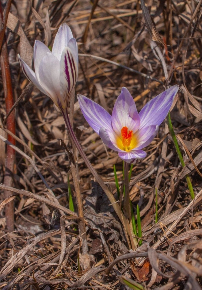Crocus oreocreticus