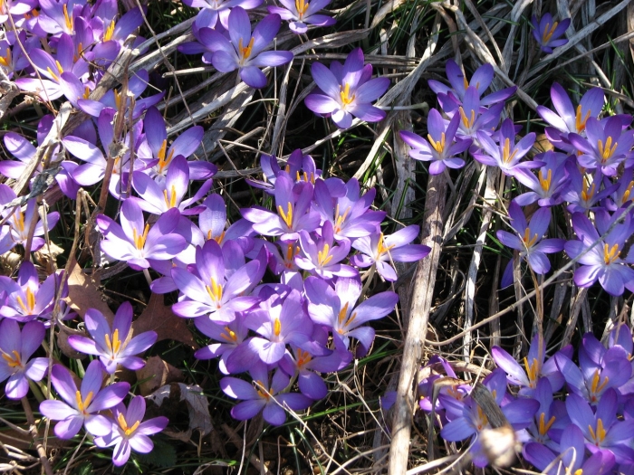 Crocus tommasinianus