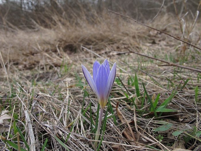 Крокус палласа