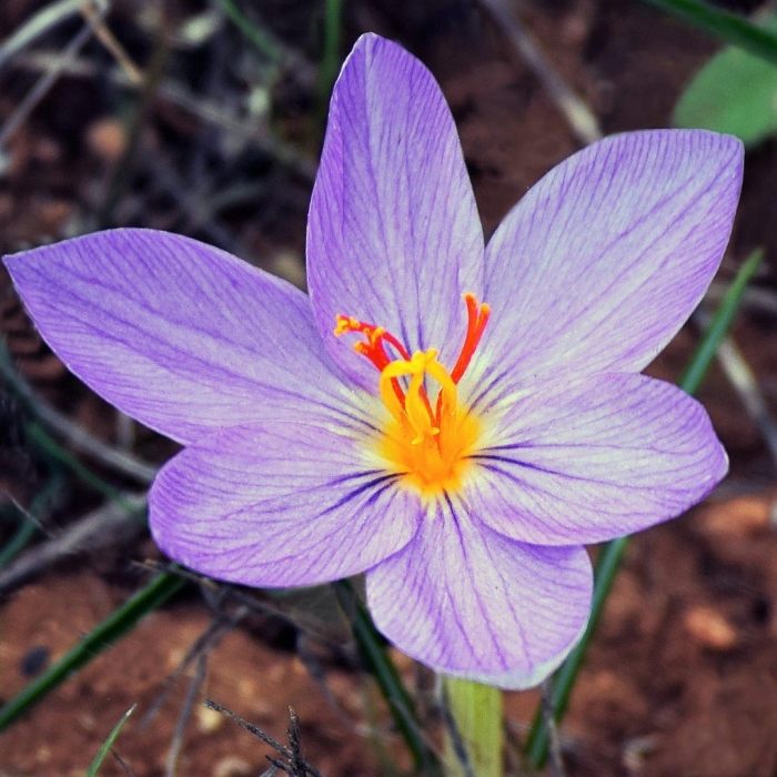 Шафран crocus sativus