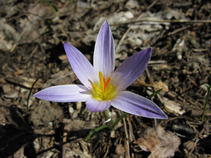 Crocus suworowianus