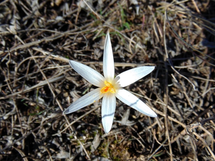 Подснежники казахстана