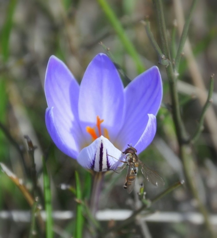 Шафран банатский