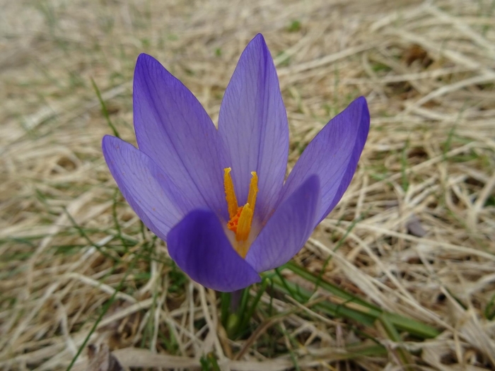 Крокус весенний
