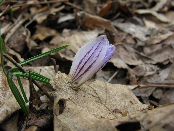 Crocus reticulatus