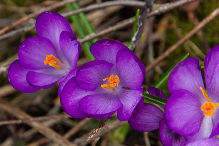 Шафран луговой