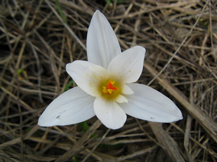 Crocus bifloriformis