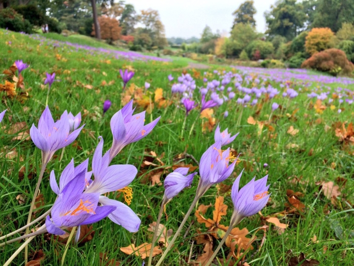 Colchicum autumnale