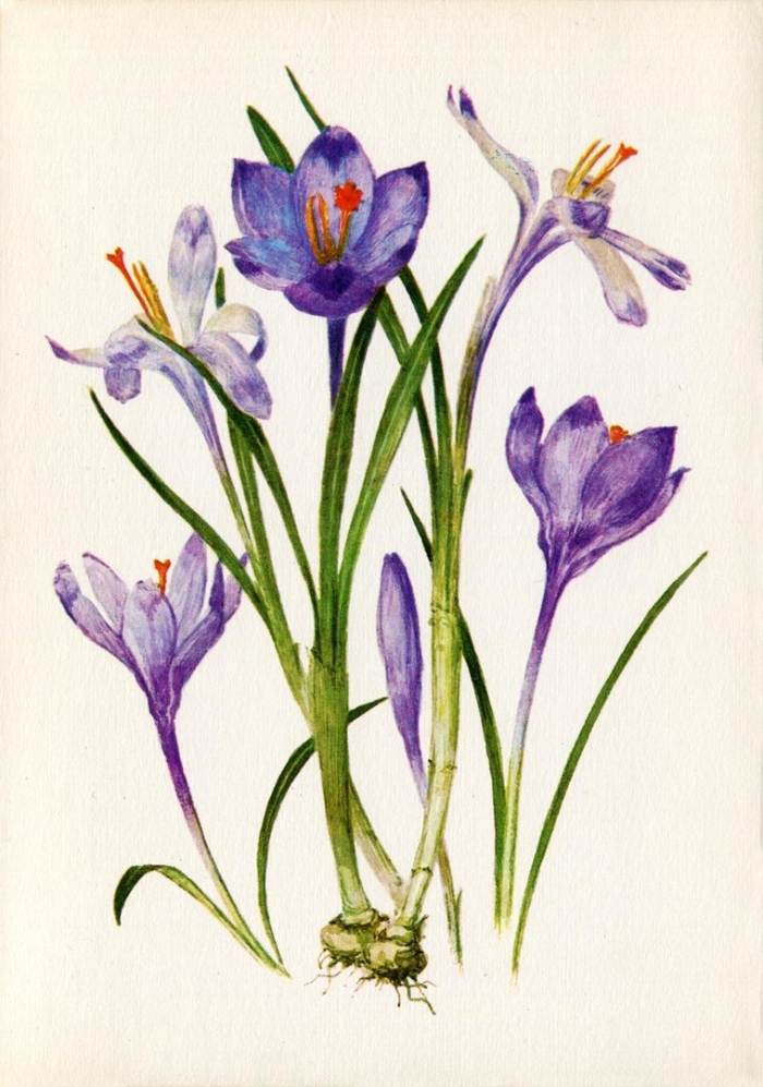 Крокус ботаническая иллюстрация