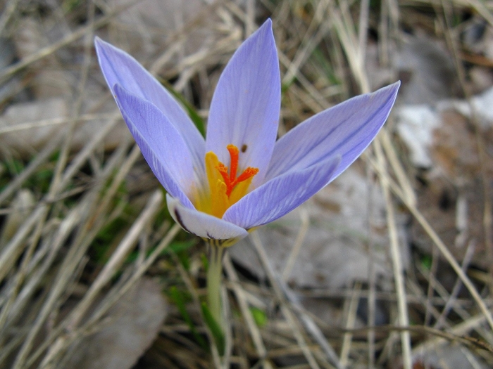 Шафран сетчатый (крокус)