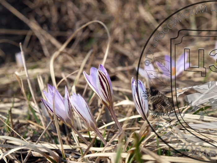 Первоцветы шафран сетчатый