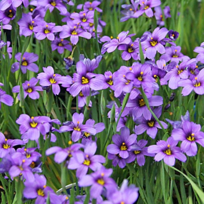 Сисюринхий карликовый ирис