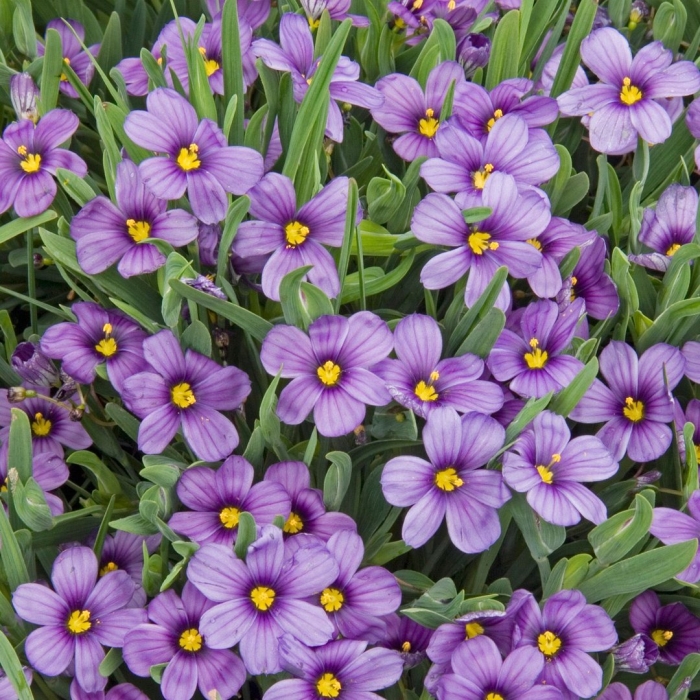 Сисюринхий калифорнийский