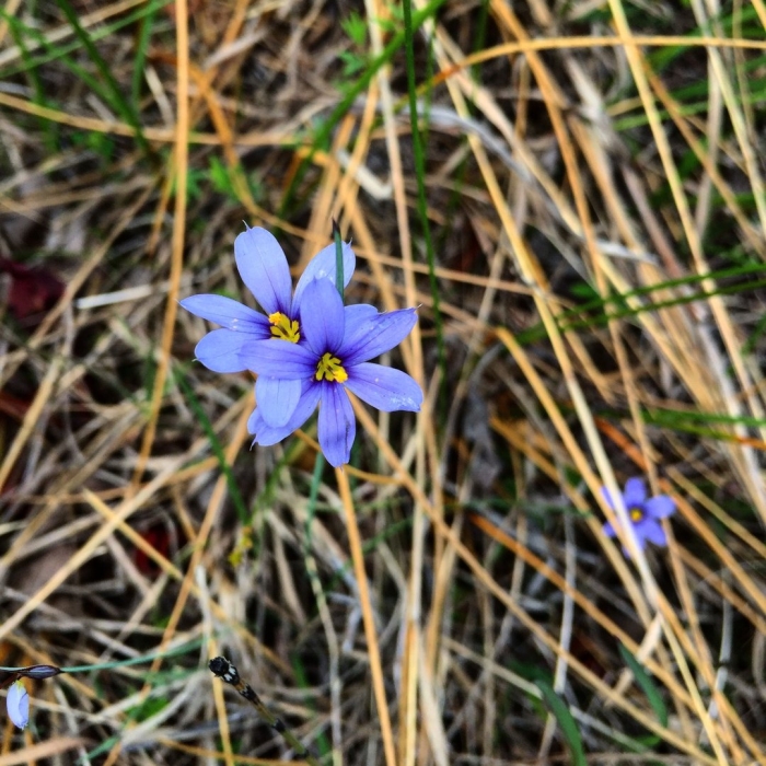 Голубоглазка нормана