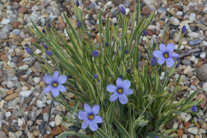 Сисюринхий калифорнийский