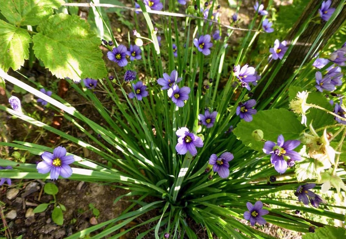 Сисюринхий узколистный sisyrinchium angustifolium