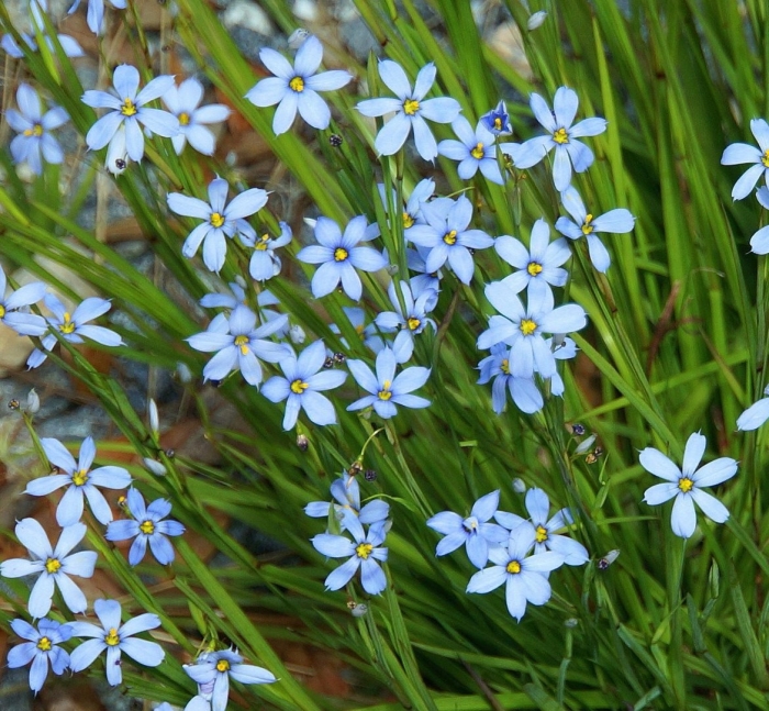 Сисюринхий узколистный синий