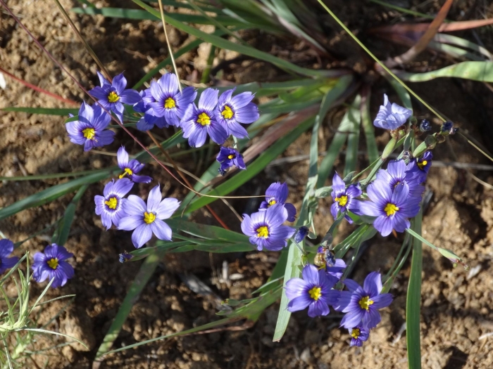 Сисюринхий узколистный sisyrinchium angustifolium