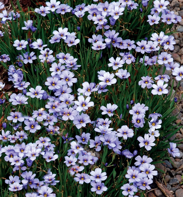 Сисюринхий калифорнийский