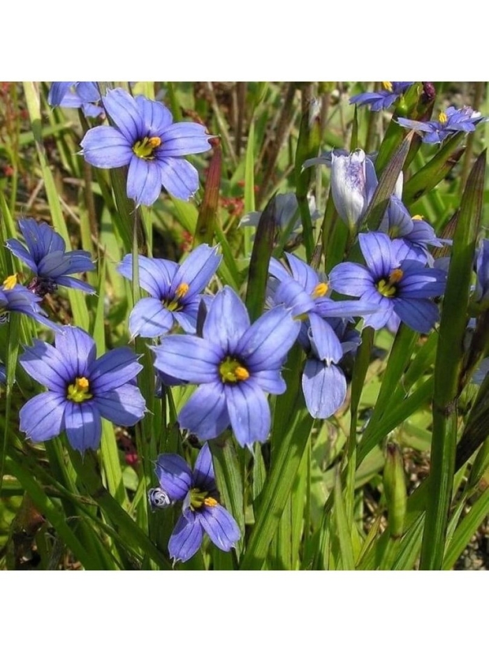 Сисюринхий узколистный «devon skies»