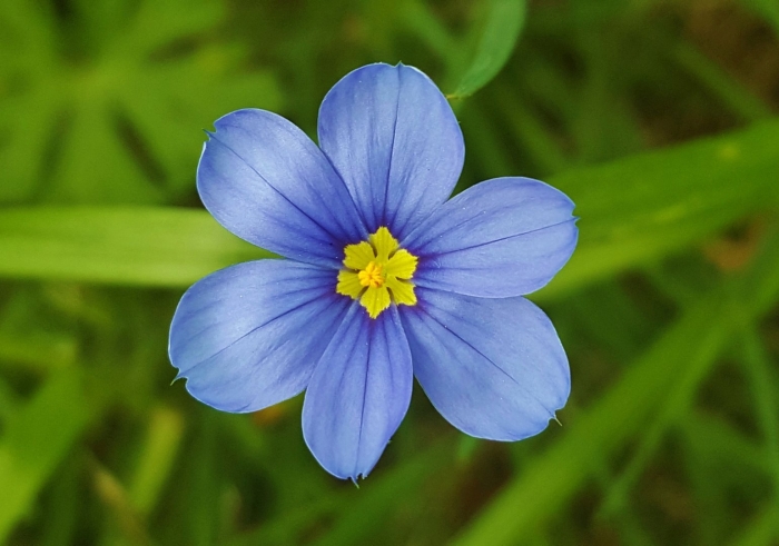 Blue eyed grass