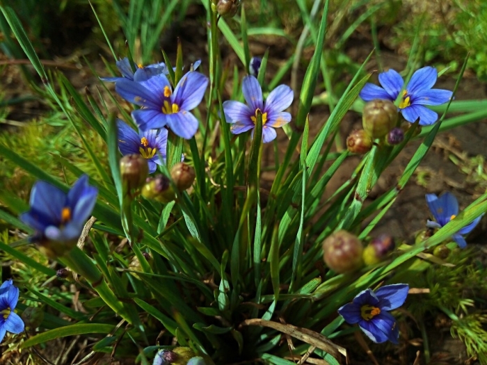 Сисюринхий калифорнийский