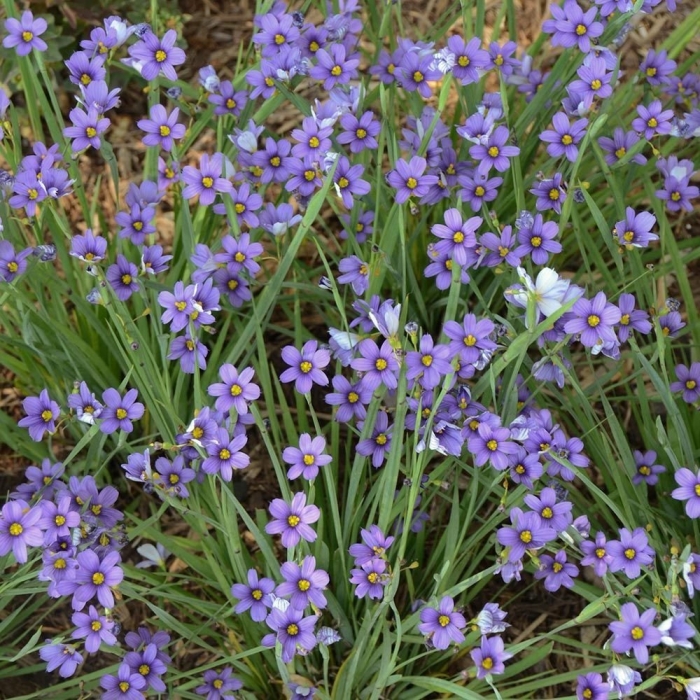 Сисюринхий калифорнийский