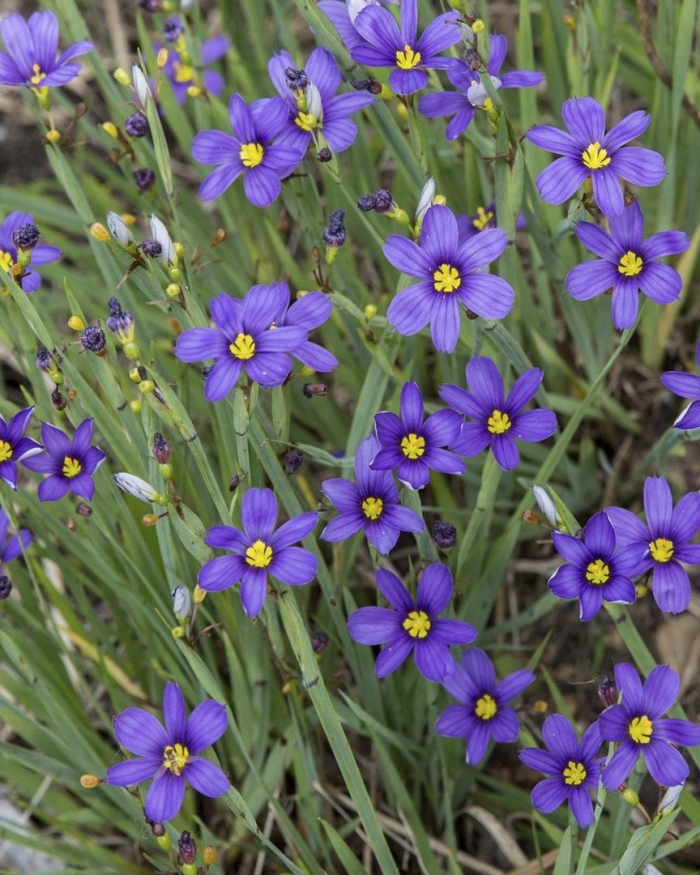 Сисюринхий узколистный