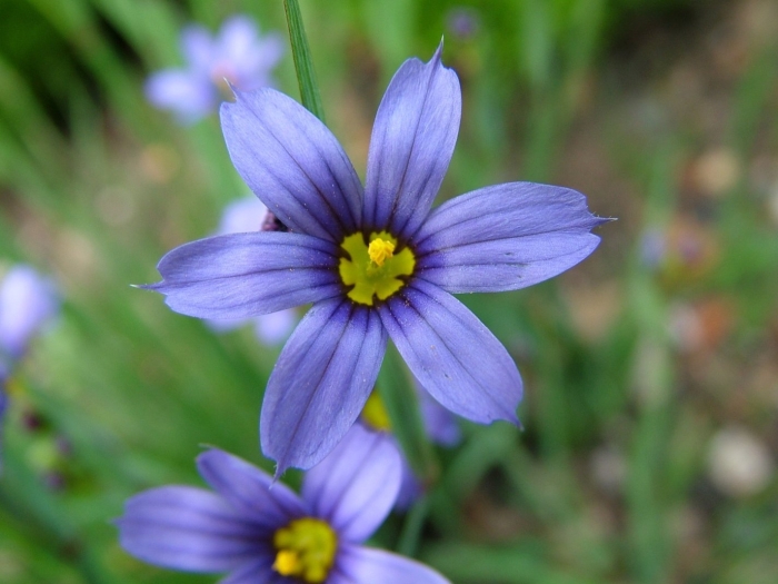 Sisyrinchium angustifolium