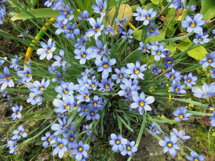 Сисюринхий цветок