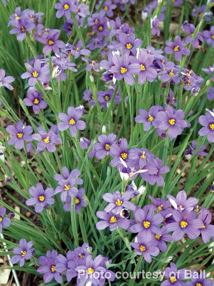 Сисюринхий калифорнийский