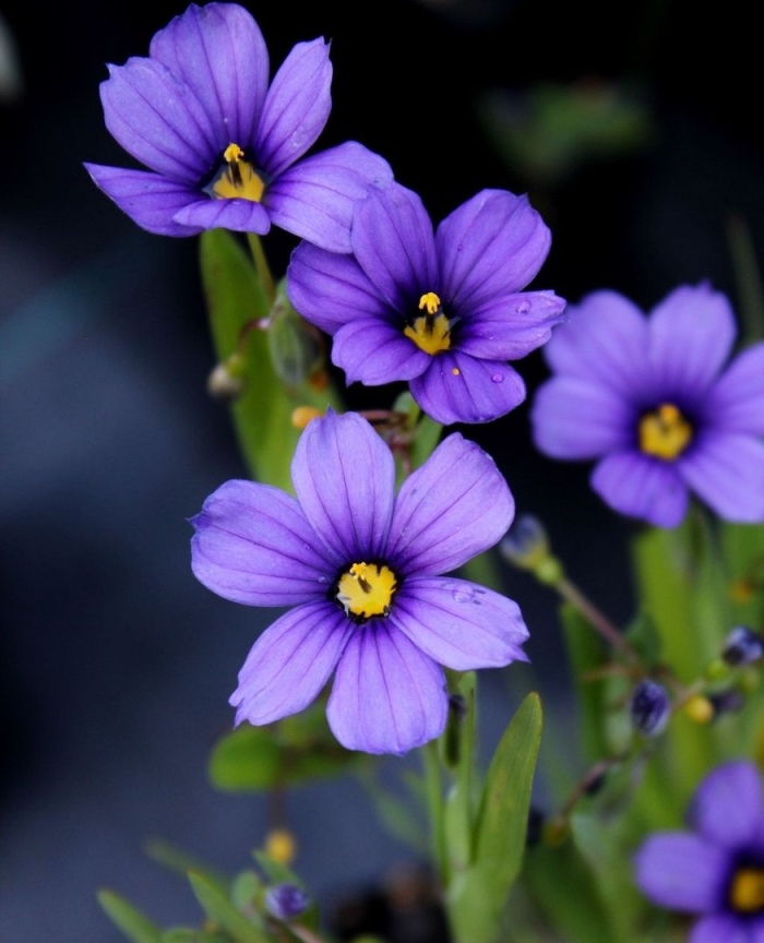 Сисюринхий калифорнийский