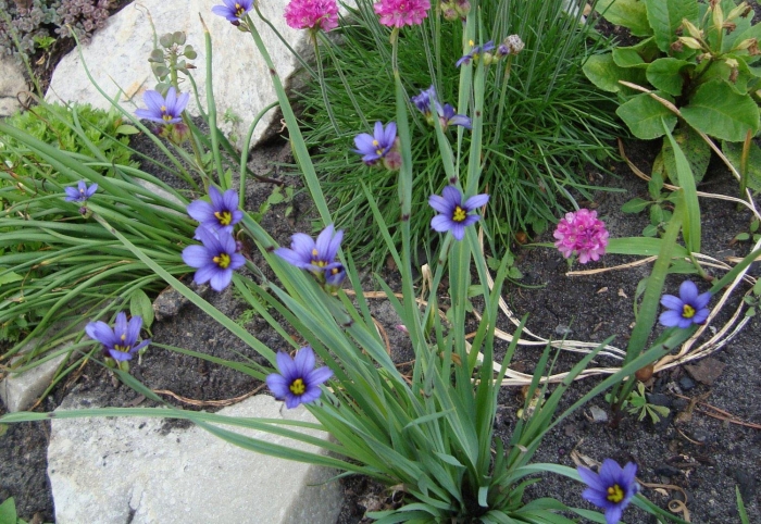 Сисюринхий калифорнийский