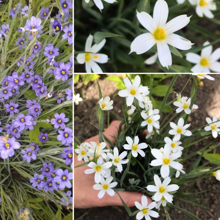 Сисюринхий калифорнийский